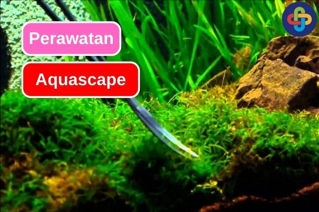 Cara Merawat Aquascape Dengan Baik Dan Benar